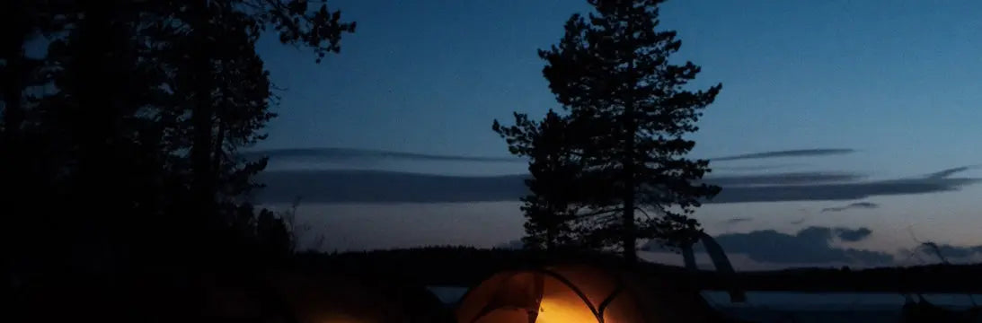 Clear Artic Sky with Trees in Foreground